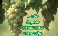 Фотография 1