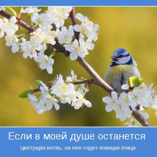 Цвети и пой
