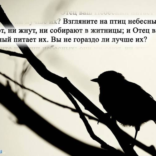 Взгляните на птиц небесных - Матфея 6: 26