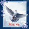 Жизнь